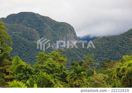 Exotic rainforest landscape 22212819