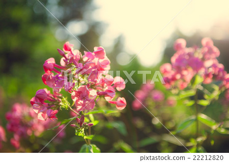 Vivid pink flowers at garden 22212820