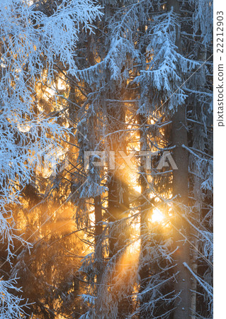 Sun rays through frosty trees Sun rays through frosty trees 22212903