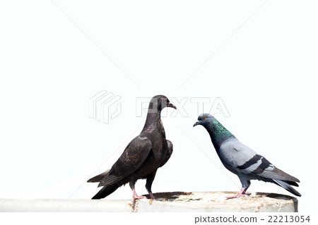 Two pigeons sitting on the bridge isolated Two pigeons sitting on the bridge isolated 22213054