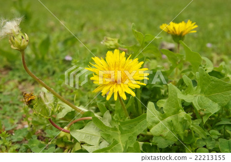 在領域的萌芽綻放 22213155