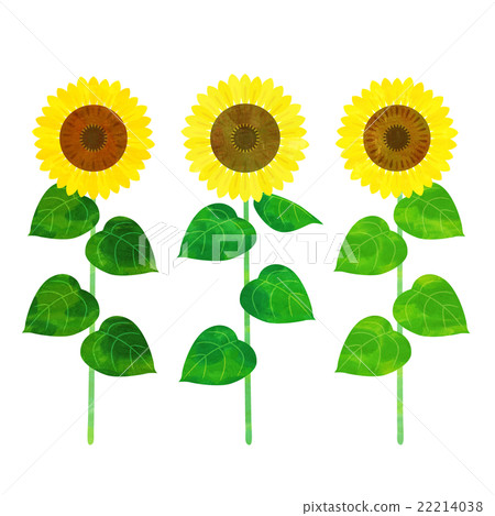 向日葵 22214038