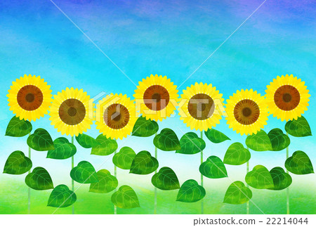 Sunflower field - Stock Illustration [22214044] - PIXTA