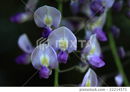 天然植物富士，每朵花都有典型的豆花形狀② 22214571