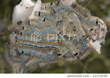 Caterpillar 22214590