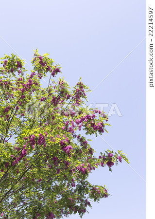 Fake flower fake acacia Fake flower fake acacia 22214597