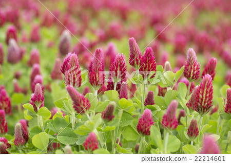 Crimson Clover Crimson Clover 22214601