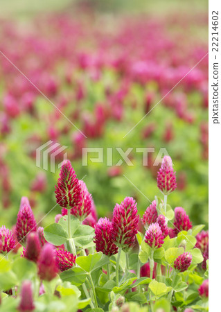 Crimson Clover 22214602