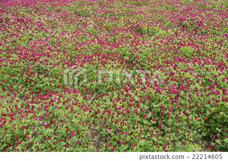 Crimson Clover Crimson Clover 22214605
