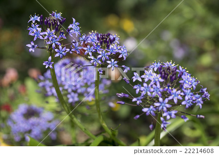 Schiller Belpiana 22214608