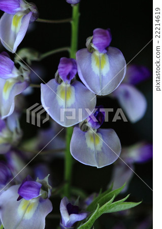 Natural plants Fuji, each flower is in the form of a typical bean flower ① Natural plants Fuji, each flower is in the form of a typical bean flower ① 22214619