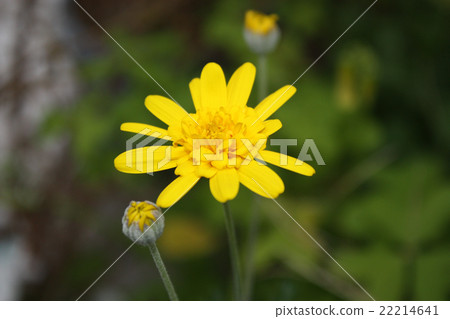 黃色花Lilyopus雛菊 黃色花Lilyopus雛菊 22214641