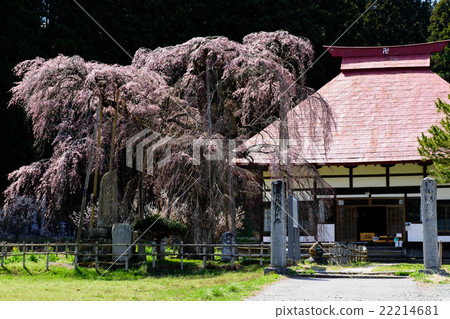 Sakura of Eikenji Fukushima Prefecture Sakura of Eikenji Fukushima Prefecture 22214681