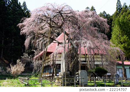 Sakura of Eikenji Fukushima Prefecture 22214707