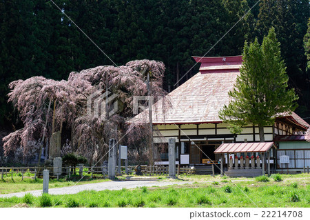 Sakura of Eikenji Fukushima Prefecture 22214708