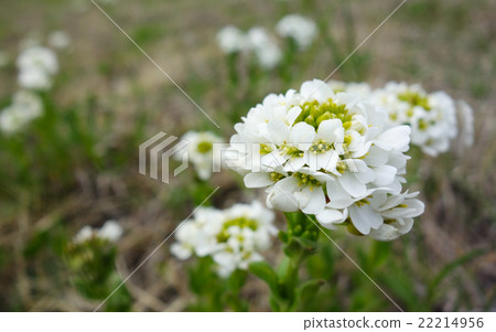 Hamahatazao 22214956