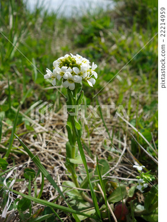 Affiliation 22214959