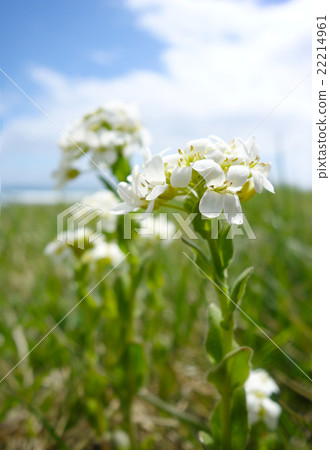 Affiliation 22214961