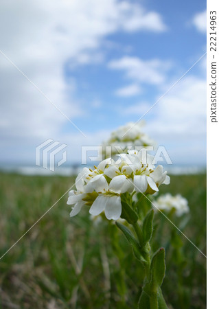 Affiliation 22214963