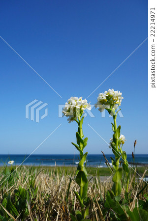 Affiliation 22214971