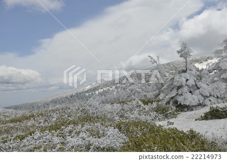 Fog ice and trees ice fields · Zao in spring (Yamagata) 22214973