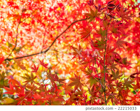 Red maple leaves in autumn 22215033