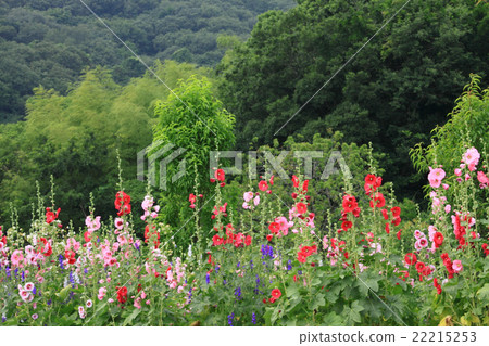 Aoi blooms in the early summer 22215253