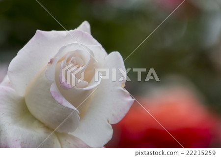 rose	 22215259