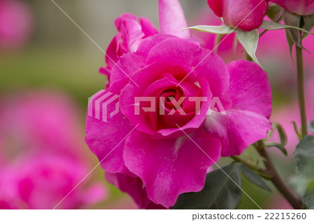 rose	 22215260