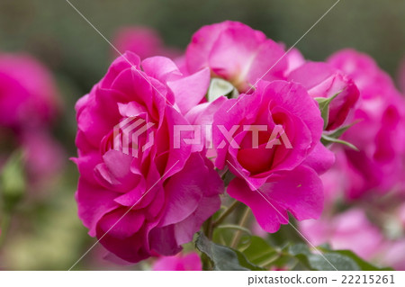 rose	 22215261
