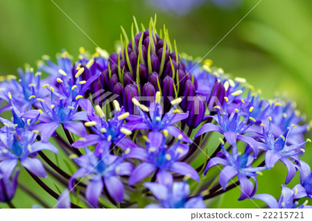 Schiller Perubiana. 22215721