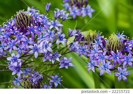 Schiller Perubiana. 22215722