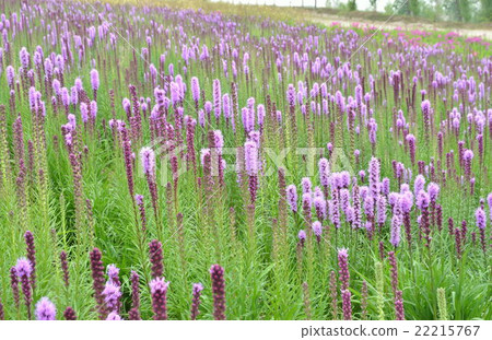 Liatris蘭香 22215767