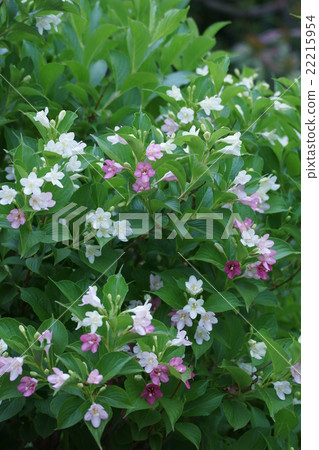 Hakone Saki Hakonene Tsukuya The flower language is "transitional" 22215954