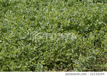 Noborogiku Noborogiku 22216264