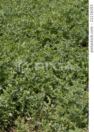 Noborogiku Noborogiku 22216265