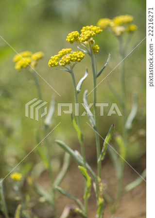 哈哈高 哈哈高 22216271