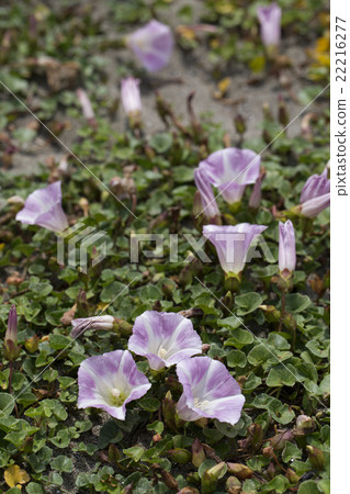 海鈴 海鈴 22216277