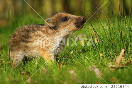 Baby wild boar sniffing 22216844
