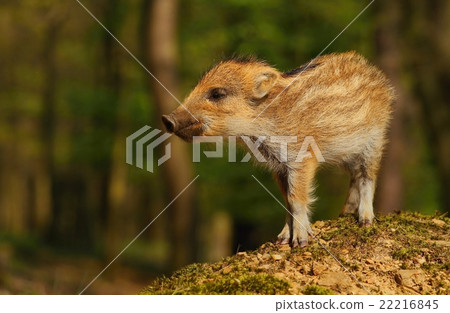 Baby wild boar 22216845