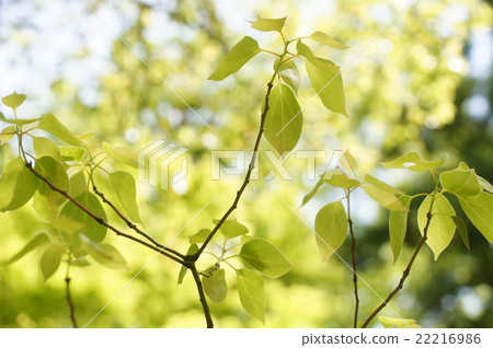 樟樹新綠色 22216986