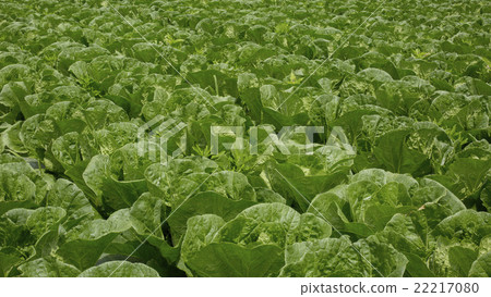 Chinese cabbage fields Chinese cabbage fields 22217080