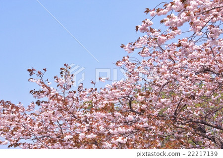 Double cherry blossoms in full bloom Double cherry blossoms in full bloom 22217139