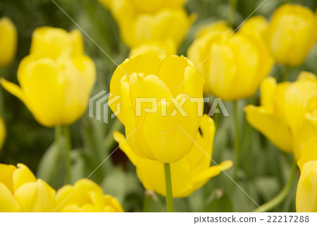 Garden tulips colorful background texture 22217288