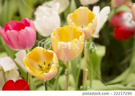 Garden tulips colorful background texture 22217290