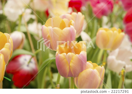 Garden tulips colorful background texture 22217291