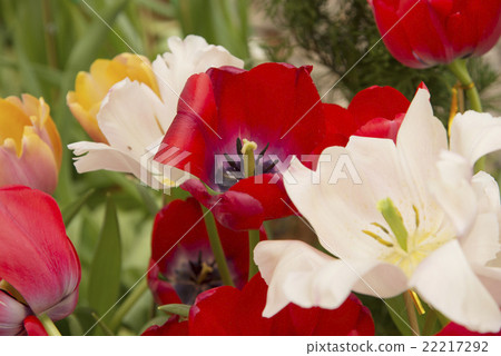 Garden tulips colorful background texture 22217292