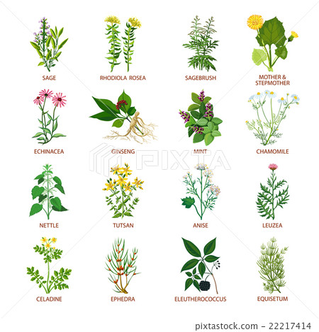 Medicinal Herbs Icons Flat 22217414