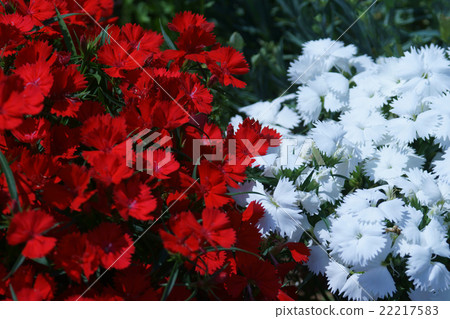 Bearded hair bearded nessico The flower language is "polite" 22217583