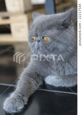 Persian lying on the floor 22217584